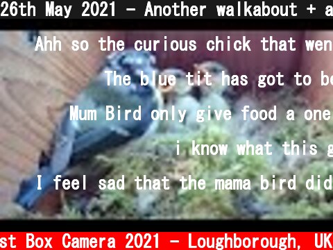 26th May 2021 - Another walkabout + a brief starling beak - Blue tit nest box live camera highlights  (c) Live Nest Box Camera 2021 - Loughborough, UK