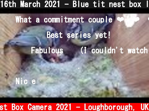 16th March 2021 - Blue tit nest box live camera highlights  (c) Live Nest Box Camera 2021 - Loughborough, UK