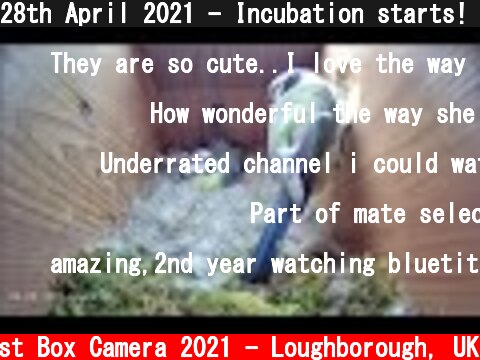 28th April 2021 - Incubation starts! Blue tit nest box live camera highlights  (c) Live Nest Box Camera 2021 - Loughborough, UK