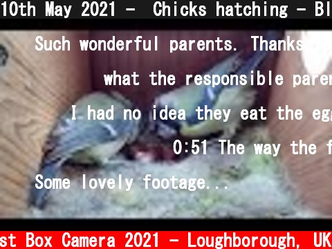 10th May 2021 -  Chicks hatching - Blue tit nest box live camera highlights  (c) Live Nest Box Camera 2021 - Loughborough, UK
