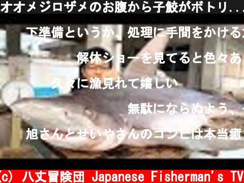 オオメジロザメのお腹から子鮫がボトリ...漁師のサメを刺身で食う方法！  (c) 八丈冒険団 Japanese Fisherman's TV