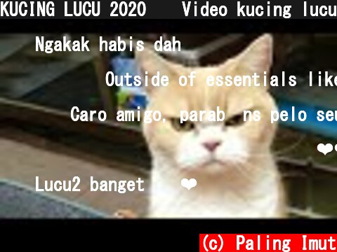 KUCING LUCU 2020 😹 Video kucing lucu dan gemesin bikin ketawa ngakak | Kucing Paling Imut  (c) Paling Imut