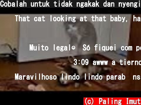 Cobalah untuk tidak ngakak dan nyengir saat menonton video meme kucing paling lucu  (c) Paling Imut