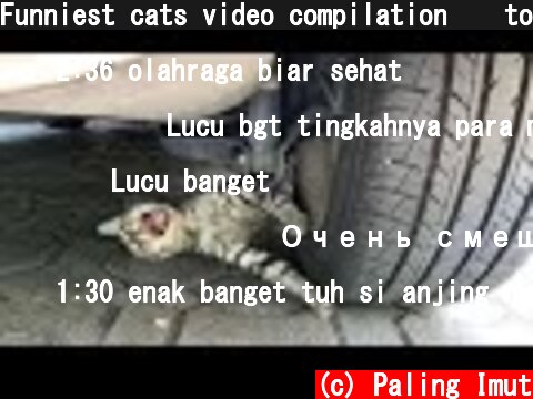 Funniest cats video compilation 😹 to make you rolling on the floor laughing | Cutest animals  (c) Paling Imut