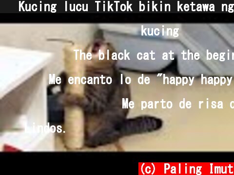 😹 Kucing lucu TikTok bikin ketawa ngakak  (c) Paling Imut