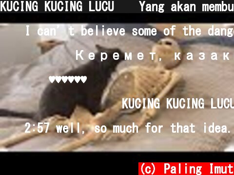 KUCING KUCING LUCU 😹 Yang akan membuatmu ketawa ngakak | Kucing Paling Imut  (c) Paling Imut