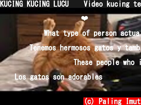 KUCING KUCING LUCU 😹 Video kucing terlucu di tiktok 2021 | Kucing imut  (c) Paling Imut