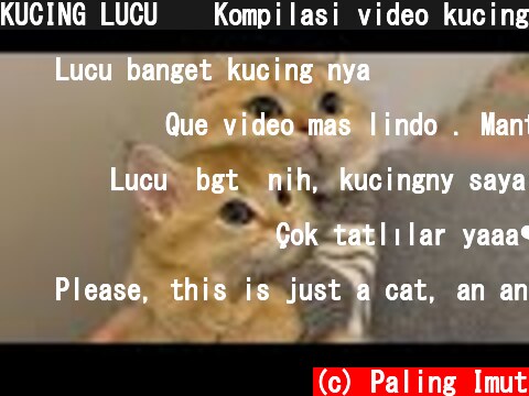 KUCING LUCU 😹 Kompilasi video kucing terlucu bikin ketawa ngakak | Kucing Paling Imut  (c) Paling Imut