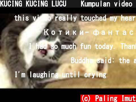 KUCING KUCING LUCU 😹 Kumpulan video kucing lucu terbaik 2021 | Kucing Imut  (c) Paling Imut