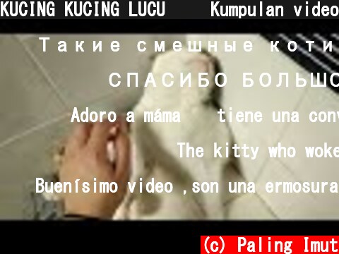KUCING KUCING LUCU  😹 Kumpulan video kucing lucu terbaik di tiktok | Kucing Paling Imut  (c) Paling Imut