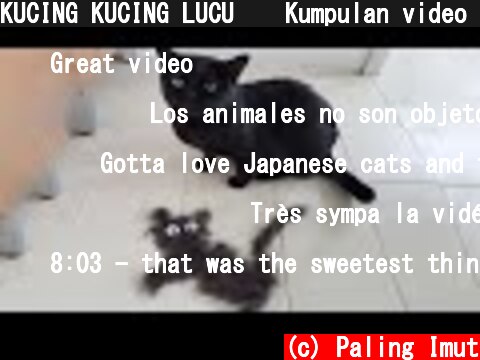 KUCING KUCING LUCU 😹 Kumpulan video kucing lucu tiktok | Kucing paling imut  (c) Paling Imut