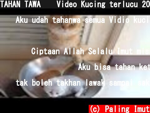 TAHAN TAWA 😹 Video Kucing terlucu 2020 bikin ketawa ngakak | Kucing Paling Imut  (c) Paling Imut