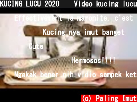 KUCING LUCU 2020 😹 Video kucing lucu dan gemesin bikin ketawa ngakak | Kucing Paling Imut  (c) Paling Imut