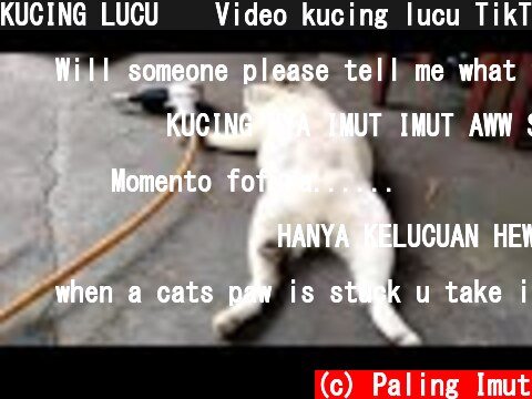 KUCING LUCU 😹 Video kucing lucu TikTok bikin ngakak 🤣 | Kucing paling imut  (c) Paling Imut