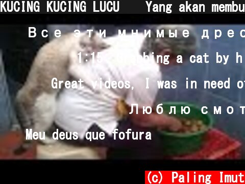 KUCING KUCING LUCU 😹 Yang akan membuatmu ketawa sampai bengek | Kucing Paling Imut  (c) Paling Imut
