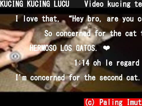 KUCING KUCING LUCU 😹 Video kucing terlucu 2021 | Kucing Paling Imut  (c) Paling Imut