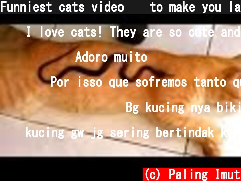 Funniest cats video 😹 to make you laugh out loud | funniest Animals  (c) Paling Imut