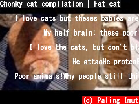 Chonky cat compilation | Fat cat  (c) Paling Imut