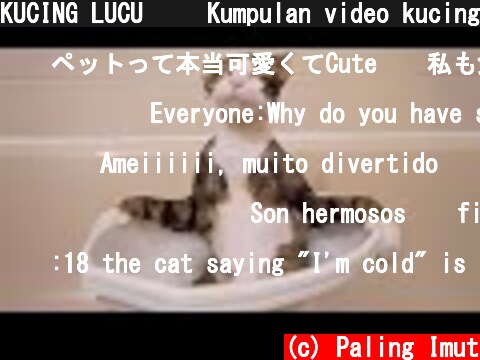KUCING LUCU  😹 Kumpulan video kucing terlucu 2021 | Kucing Paling Imut  (c) Paling Imut