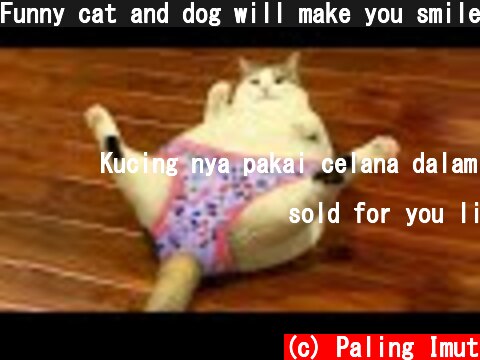 Funny cat and dog will make you smile all day  (c) Paling Imut