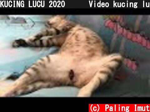 KUCING LUCU 2020 🤣😻 Video kucing lucu imut dan gemesin bikin ketawa ngakak | Kucing Paling Imut  (c) Paling Imut