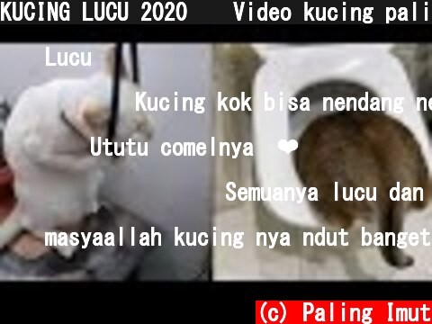 KUCING LUCU 2020 😂 Video kucing paling lucu dan gemesin bikin ketawa ngakak | Kucing Paling Imut  (c) Paling Imut