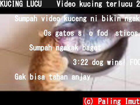 KUCING LUCU 😹 Video kucing terlucu 2020 bikin ketawa ngakak | Kucing Paling Imut  (c) Paling Imut