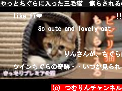 やっとちぐらに入った三毛猫　焦らされるのが好きな方におすすめ　Calico cat in cat bed  (c) つむりんチャンネル