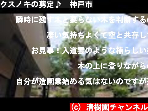 クスノキの剪定♪　神戸市  (c) 清樹園チャンネル