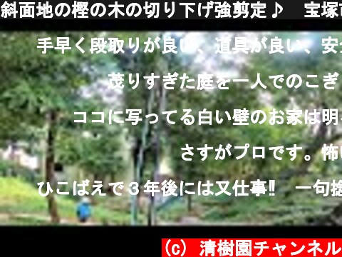 斜面地の樫の木の切り下げ強剪定♪　宝塚市  (c) 清樹園チャンネル