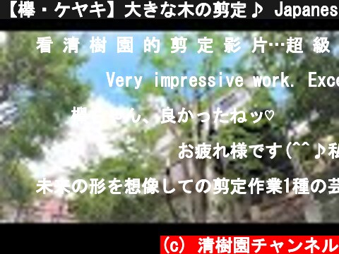 【欅・ケヤキ】大きな木の剪定♪ Japanese zelkova tree pruning  (c) 清樹園チャンネル