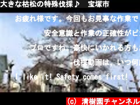 大きな枯松の特殊伐採♪　宝塚市  (c) 清樹園チャンネル