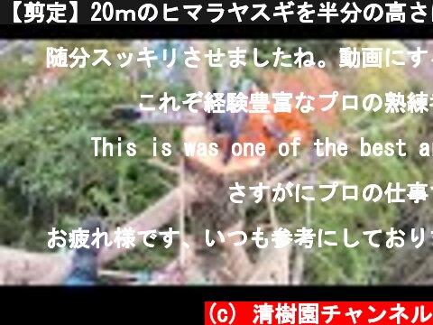 【剪定】20ｍのヒマラヤスギを半分の高さに強剪定♪　宝塚市  (c) 清樹園チャンネル