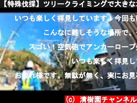【特殊伐採】ツリークライミングで大きな木の枝おろし♪　宝塚市  (c) 清樹園チャンネル