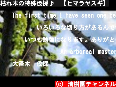 枯れ木の特殊伐採♪　【ヒマラヤスギ】  (c) 清樹園チャンネル