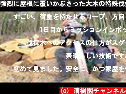 強烈に屋根に覆いかぶさった大木の特殊伐採♪　神戸市  (c) 清樹園チャンネル
