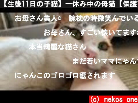 【生後11日の子猫】一休み中の母猫【保護12日目】  (c) nekos one
