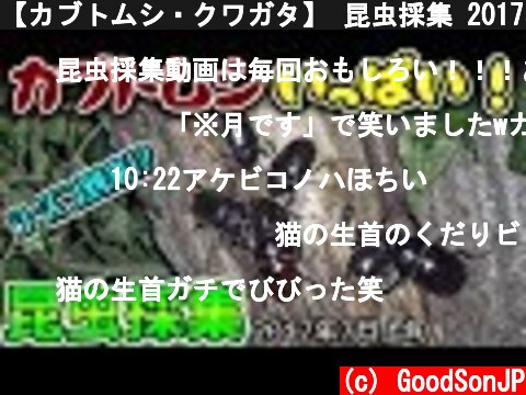 【カブトムシ・クワガタ】 昆虫採集 2017年7月上旬  (c) GoodSonJP