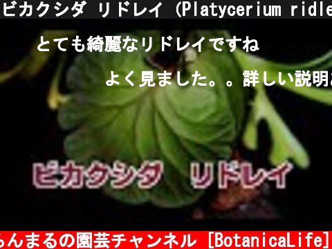 ビカクシダ リドレイ（Platycerium ridleyi）の紹介  (c) らんまるの園芸チャンネル [BotanicaLife]