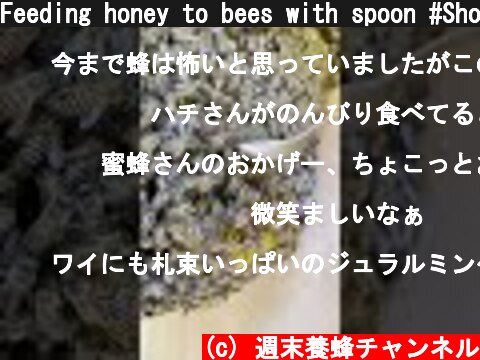 Feeding honey to bees with spoon #Shorts  (c) 週末養蜂チャンネル