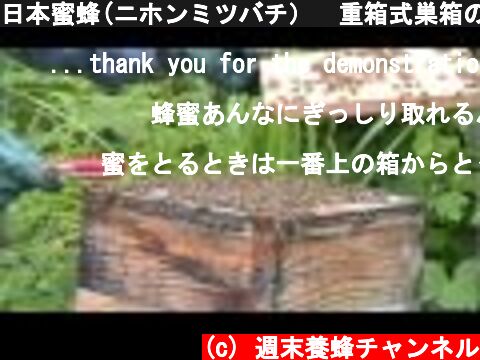 日本蜜蜂(ニホンミツバチ）　重箱式巣箱の紹介  (c) 週末養蜂チャンネル
