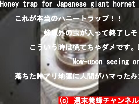 Honey trap for Japanese giant hornet #Shorts  (c) 週末養蜂チャンネル