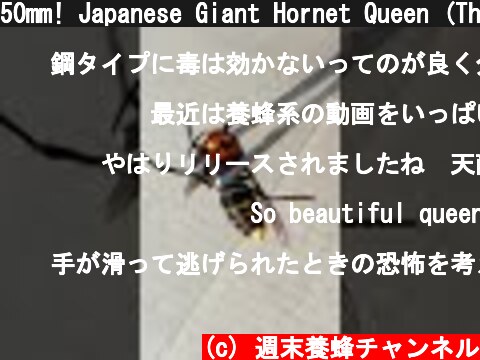 50mm! Japanese Giant Hornet Queen (The Biggest Hornet in the world)  (c) 週末養蜂チャンネル