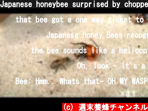 Japanese honeybee surprised by chopped head of Giant Hornet  (c) 週末養蜂チャンネル