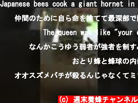 Japanese bees cook a giant hornet in "hot defensive bee ball"  #Shorts  (c) 週末養蜂チャンネル