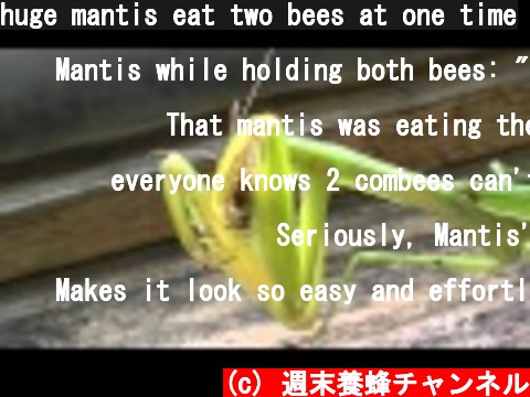 huge mantis eat two bees at one time  (c) 週末養蜂チャンネル