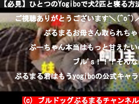 【必見】ひとつのYogiboで犬2匹と寝る方法はこちら！  (c) ブルドッグぶるまるチャンネル