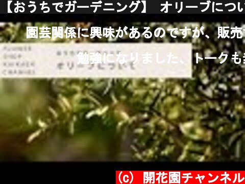 【おうちでガーデニング】 オリーブについて 【剪定】  (c) 開花園チャンネル