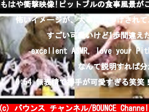もはや衝撃映像!ピットブルの食事風景がこちら!ASMR!音フェチ!  (c) バウンス チャンネル/BOUNCE Channel