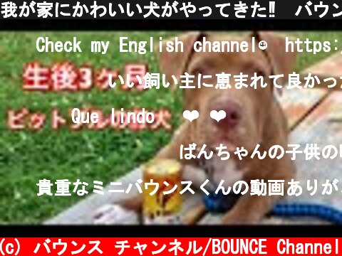 我が家にかわいい犬がやってきた‼︎バウンスと初めて会った時の記録映像‼︎  (c) バウンス チャンネル/BOUNCE Channel